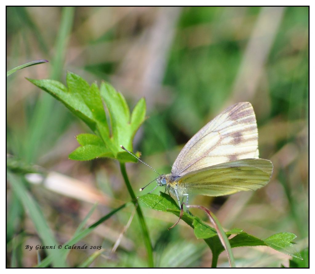 Pieris napi? Cfr. Pieris bryoniae